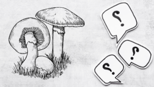 What Are Recreational Mushrooms?