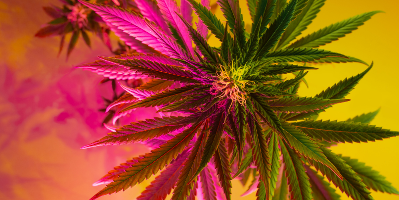 From Plant to Potential: Delving into the World of THC-A Flower