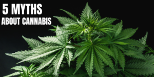 5 Myths about cannabis