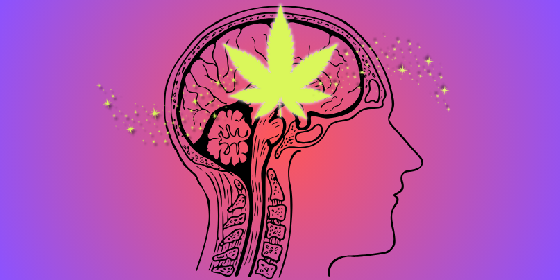 THC 101 Your Guide to Cannabis Magic